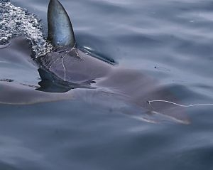 The T-Curve Revolution Bluewater Travel LT Spin 703 matched up with a Saragosa SW 5000 spinning reel proved the ideal set up for casting lures to medium-sized pelagics such as this Kimberley queenfish.